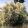 100 White OCEANSPRAY Shrub Creambush Mountain Spray Holodiscus Flower Seeds