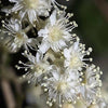 100 White OCEANSPRAY Shrub Creambush Mountain Spray Holodiscus Flower Seeds