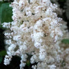 100 White OCEANSPRAY Shrub Creambush Mountain Spray Holodiscus Flower Seeds