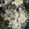 100 White OCEANSPRAY Shrub Creambush Mountain Spray Holodiscus Flower Seeds