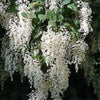 100 White OCEANSPRAY Shrub Creambush Mountain Spray Holodiscus Flower Seeds
