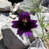 25 Chilean BLACK PAINTED TONGUE Salpiglossis Sinuata Paisley Flower Seeds