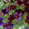 25 Chilean BLACK PAINTED TONGUE Salpiglossis Sinuata Paisley Flower Seeds