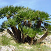 5 MEDITERRANEAN FAN PALM European Dwarf Tree Shrub Chamaerops Humilis Seeds