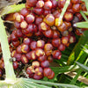 5 MEDITERRANEAN FAN PALM European Dwarf Tree Shrub Chamaerops Humilis Seeds