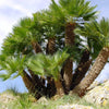 5 MEDITERRANEAN FAN PALM European Dwarf Tree Shrub Chamaerops Humilis Seeds