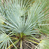 5 MEDITERRANEAN FAN PALM European Dwarf Tree Shrub Chamaerops Humilis Seeds