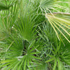 5 MEDITERRANEAN FAN PALM European Dwarf Tree Shrub Chamaerops Humilis Seeds