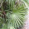 5 MEDITERRANEAN FAN PALM European Dwarf Tree Shrub Chamaerops Humilis Seeds