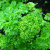500 FOREST GREEN PARSLEY Petroselinum Crispum Double Triple Curl Vegetable Seeds