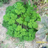 500 FOREST GREEN PARSLEY Petroselinum Crispum Double Triple Curl Vegetable Seeds