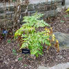 10 Madeira GIANT BLACK PARSLEY Parsnip Palm Melanoselinum Decipiens Flower Seeds