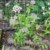 10 Madeira GIANT BLACK PARSLEY Parsnip Palm Melanoselinum Decipiens Flower Seeds