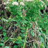 10 Madeira GIANT BLACK PARSLEY Parsnip Palm Melanoselinum Decipiens Flower Seeds