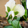 50 Early FROSTY GARDEN PEA English Shelling Pisum Sativum Vegetable Seeds