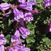 50 ALPINE PENSTEMON Davidsonii Davidson's Beardtongue Purple Flower Seeds
