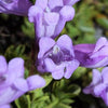 50 ALPINE PENSTEMON Davidsonii Davidson's Beardtongue Purple Flower Seeds