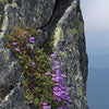 50 ALPINE PENSTEMON Davidsonii Davidson's Beardtongue Purple Flower Seeds