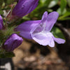 50 ALPINE PENSTEMON Davidsonii Davidson's Beardtongue Purple Flower Seeds