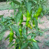 50 GREEK GOLDEN PEPPER Pepperoncini Gold Yellow Capsicum Annuum Vegetable Seeds