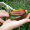 30 CHOCOLATE BEAUTY Bell PEPPER Sweet Brown Capsicum Annuum Vegetable Seeds