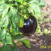 30 CHOCOLATE BEAUTY Bell PEPPER Sweet Brown Capsicum Annuum Vegetable Seeds