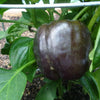 30 CHOCOLATE BEAUTY Bell PEPPER Sweet Brown Capsicum Annuum Vegetable Seeds