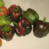 30 CHOCOLATE BEAUTY Bell PEPPER Sweet Brown Capsicum Annuum Vegetable Seeds