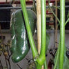 40 MULATO ISLENO PEPPER Brown Mildly Hot Ancho Poblano Capsicum Vegetable Seeds