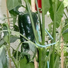 40 MULATO ISLENO PEPPER Brown Mildly Hot Ancho Poblano Capsicum Vegetable Seeds