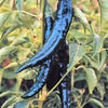 50 PASILLA BAJIO PEPPER Mexican Chile Negro Capsicum Annuum Vegetable Seeds