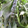 50 PASILLA BAJIO PEPPER Mexican Chile Negro Capsicum Annuum Vegetable Seeds