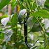 50 PASILLA BAJIO PEPPER Mexican Chile Negro Capsicum Annuum Vegetable Seeds