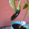 50 PASILLA BAJIO PEPPER Mexican Chile Negro Capsicum Annuum Vegetable Seeds