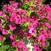 200 Pink LAURA BUSH PETUNIA Violacea Perennial Frilled Trumpet Flower Seeds