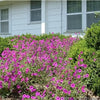 200 Pink LAURA BUSH PETUNIA Violacea Perennial Frilled Trumpet Flower Seeds