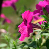 200 Pink LAURA BUSH PETUNIA Violacea Perennial Frilled Trumpet Flower Seeds