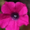 200 Pink LAURA BUSH PETUNIA Violacea Perennial Frilled Trumpet Flower Seeds