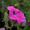 200 Purple LAURA BUSH PETUNIA Violacea Violet Perennial Trumpet Flower Seeds