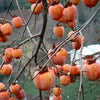5 JAPANESE PERSIMMON Tree Asian Diospyros Kaki Orange Red Fruit Flower Seeds