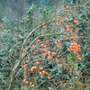 5 JAPANESE PERSIMMON Tree Asian Diospyros Kaki Orange Red Fruit Flower Seeds