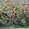 5 JAPANESE PERSIMMON Tree Asian Diospyros Kaki Orange Red Fruit Flower Seeds
