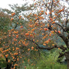 5 JAPANESE PERSIMMON Tree Asian Diospyros Kaki Orange Red Fruit Flower Seeds