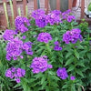 10 Tall PURPLE PHLOX Paniculata Garden Summer Native Hummingbird Flower Seeds