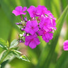 10 Tall PURPLE PHLOX Paniculata Garden Summer Native Hummingbird Flower Seeds