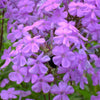 10 Tall PURPLE PHLOX Paniculata Garden Summer Native Hummingbird Flower Seeds