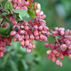 5 PISTACHIO NUT TREE Pistacia Vera Fruit Red Flowers Seeds