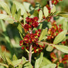 5 PISTACHIO NUT TREE Pistacia Vera Fruit Red Flowers Seeds