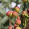 5 PISTACHIO NUT TREE Pistacia Vera Fruit Red Flowers Seeds