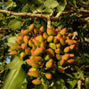 5 PISTACHIO NUT TREE Pistacia Vera Fruit Red Flowers Seeds